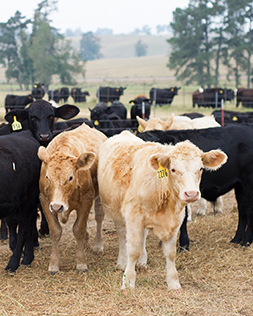 Beef Cattle Production in Louisiana
